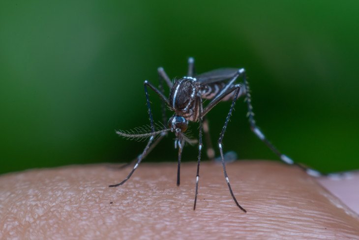 Mosquito Sucking Blood On Human Skin At Campground
