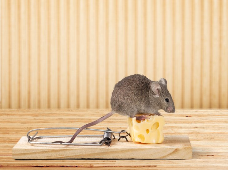 Mouse Trap Placing In A Camper Trailer