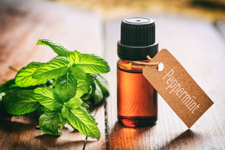 Peppermint Oil Mouse Repellent