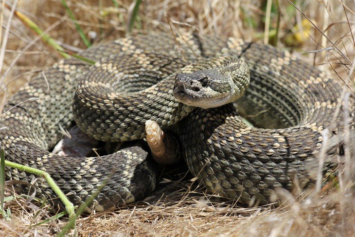 A Northern Pacific Rattlesnake In California