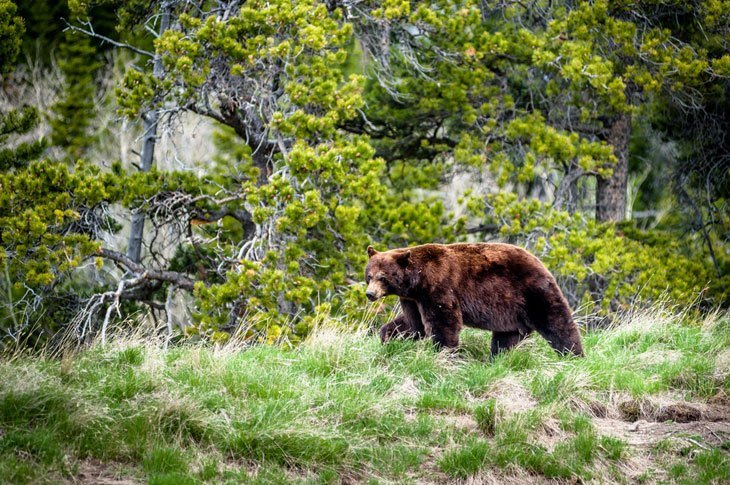 Encounter With A Grizzly Bear On A Trail
