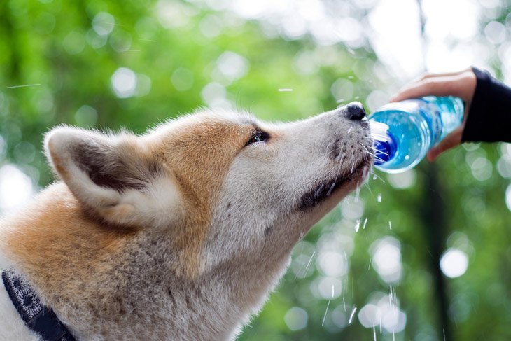 Hiking With Dog In Mountains And Drinking Water