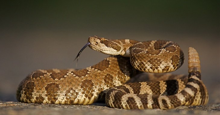 How Far Can A Rattlesnake Strike? Facts About Rattlesnakes