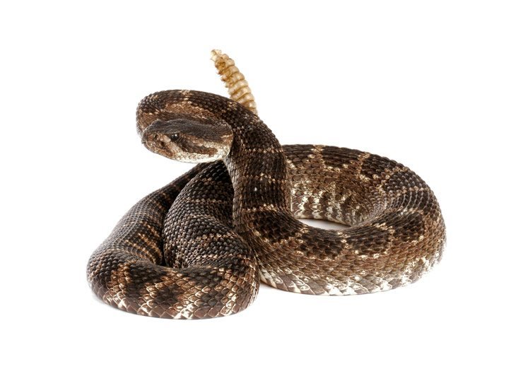 Portrait Of A Southern Pacific Rattlesnake On White Background