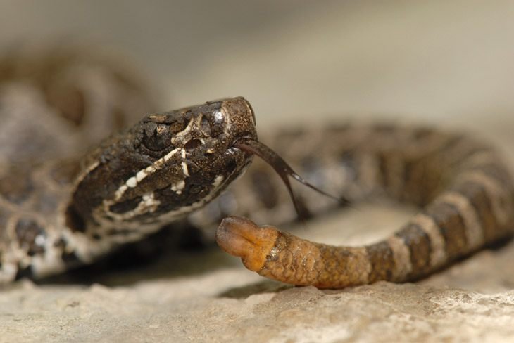 A Small Massasauga Rattlesnake With Only One Button On Its Tail