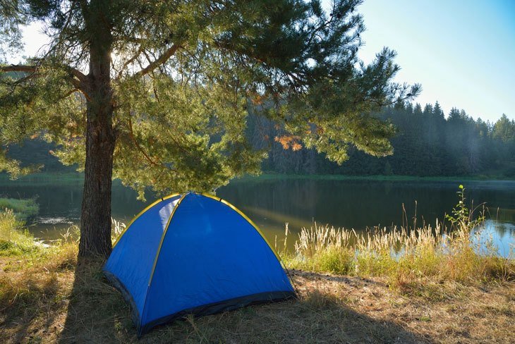 Tent Located Under A Pine-Tree In Summer Morning