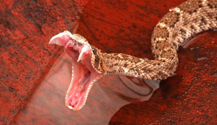 Western Diamondback Rattlesnake Striking